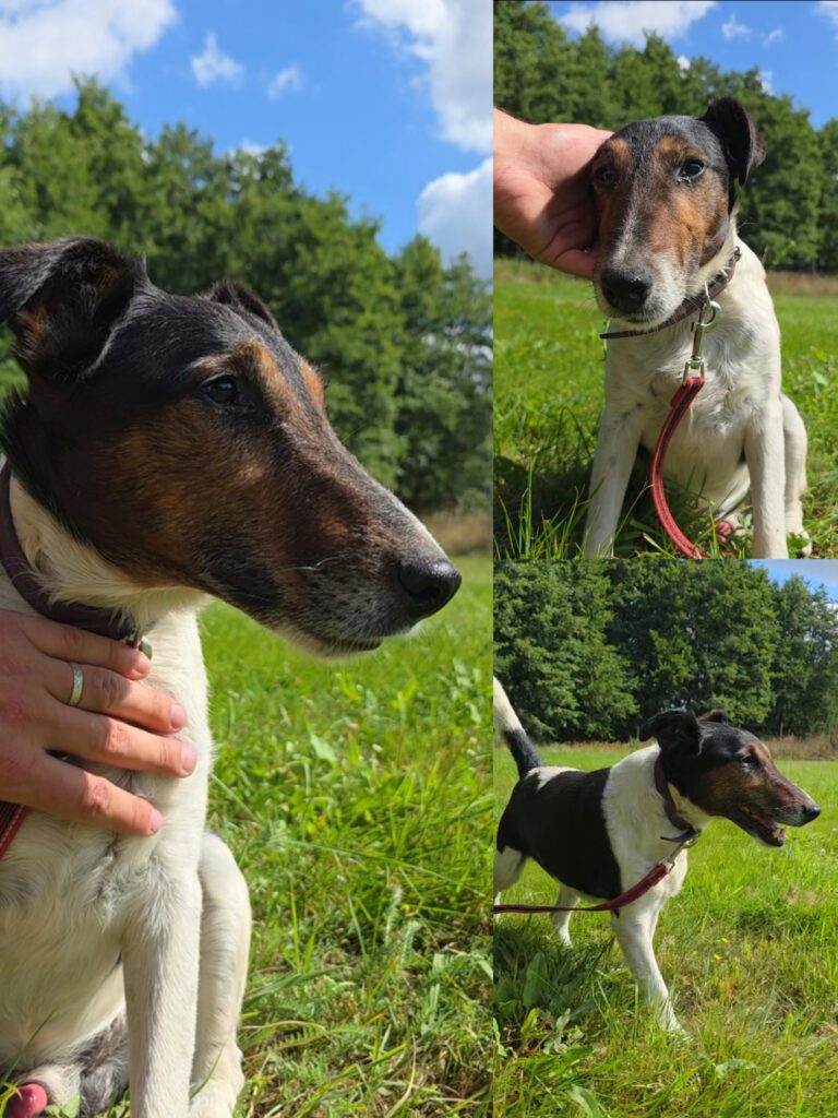 20.08.2026 Foxterrier ca 8 Jahre alt